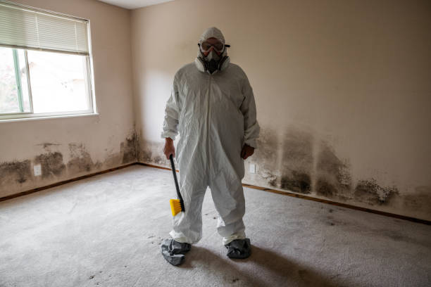 Best Black Mold Removal  in Ashburn, GA